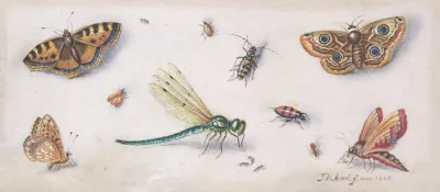 Insects Butterflies And A Dragonfly