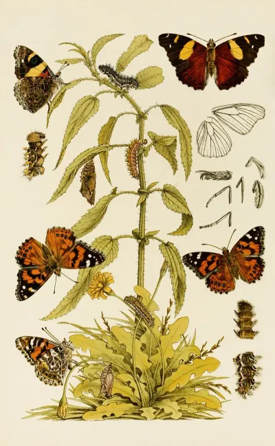 Insects Ii