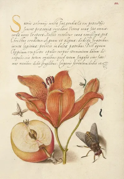 Insects Orange Lily Caterpillar Apple And Horse Fly