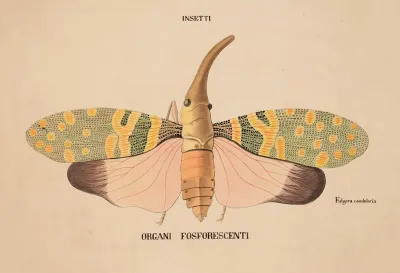 Insects Phosphorescent Organs Fulgora Candelaria