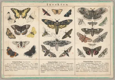 Insekten 4