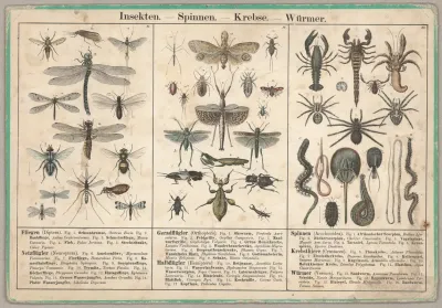 Insekten Spinnen Krebse Wurmer