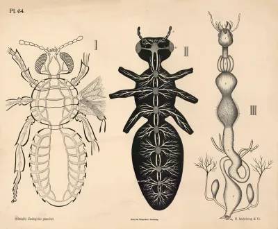 Insekter Blodomlob Nervesystem Og Fordojelsesorganer