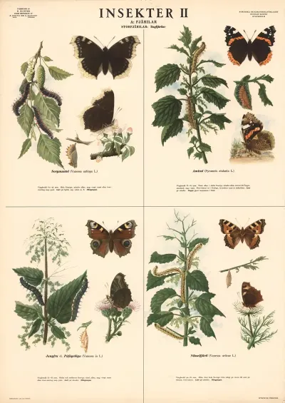 Insekter Ii