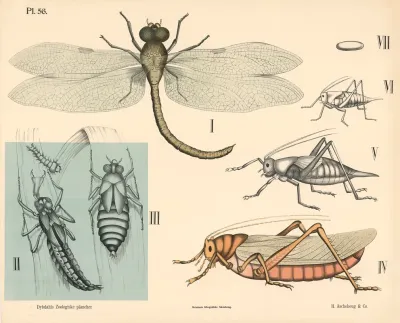 Insekter Netvinger Og Skindvinger