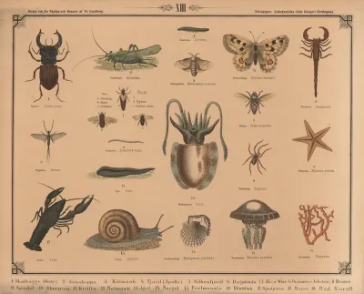 Insekter Og Kryb