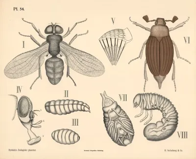 Insekter Skalvinger Og Tovingede