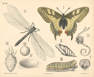 Insekter Skjelvinger Og Florvinger