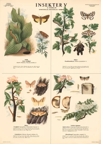 Insekter V