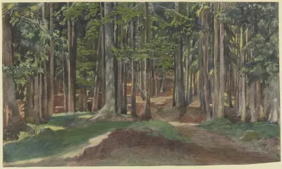 Inside A Forest 3