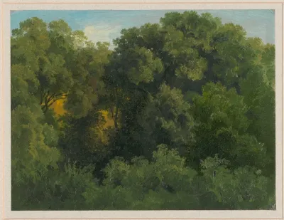 Inside A Forest 4