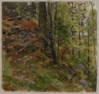 Inside A Forest 5