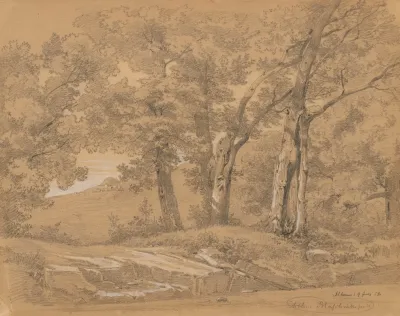 Inside A Forest Near Albano