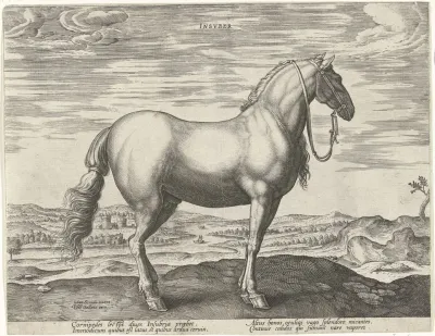 Insuber