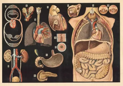 Internal Organs And Blood Circulation