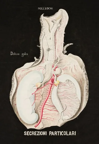 Internal Organs Of A Female Dolium Galea