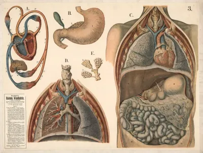 Internal Organs