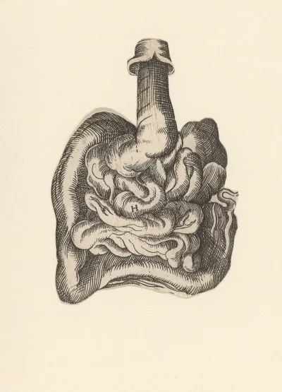 Intestinal Tract