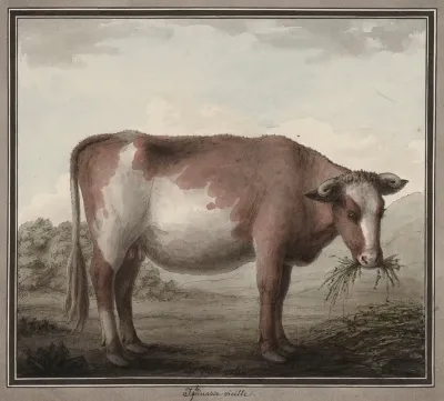 Iphinasse Vieille