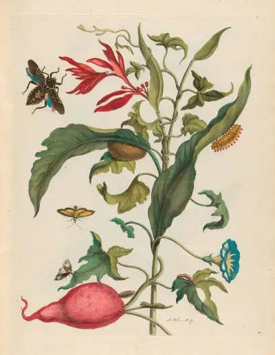 Ipomoea Batatas And Heliconia Psittacorum 2