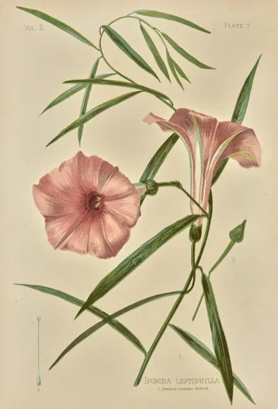 Ipomoea Leptophylla
