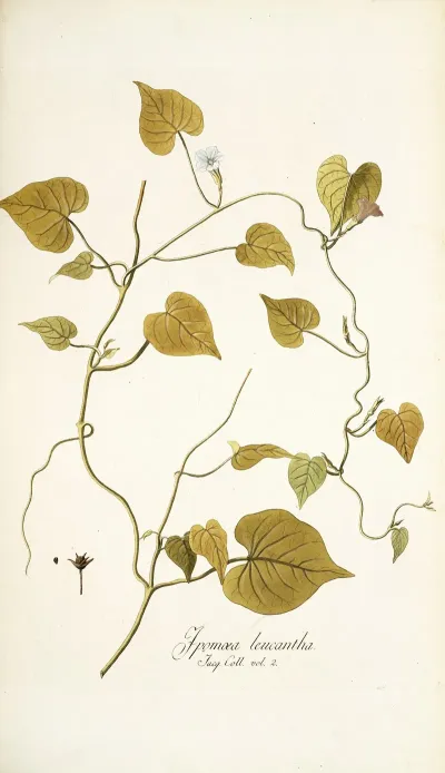 Ipomoea Leucantha
