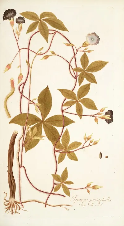 Ipomoea Pentaphylla
