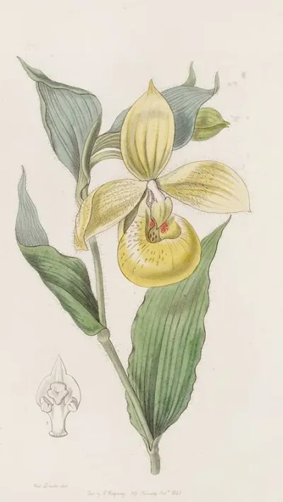 Irapean Ladys Slipper Or Pelican Flower