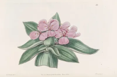 Iridescent Tradescantia