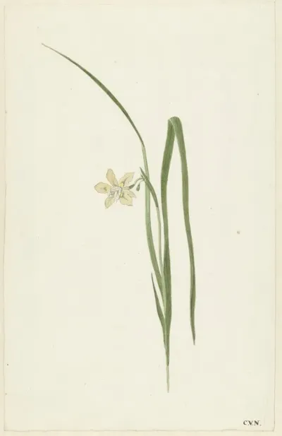 Iris 10