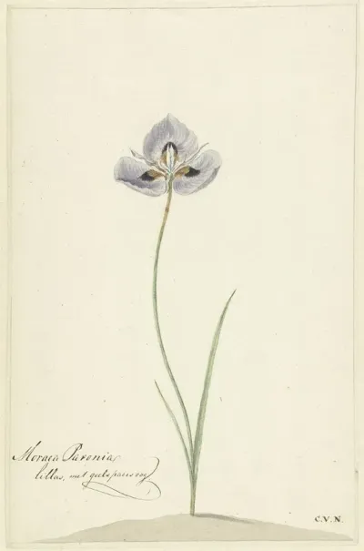 Iris 11