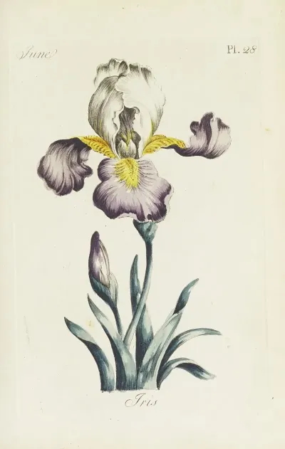 Iris 19