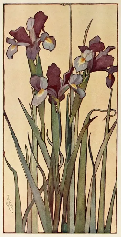 Iris 22