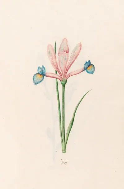 Iris 23