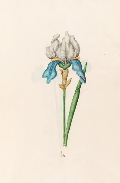 Iris 24