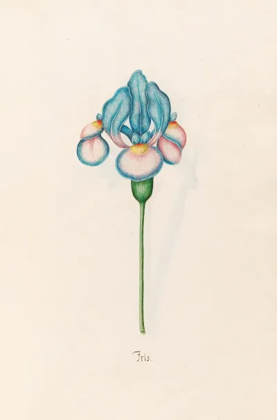 Iris 25