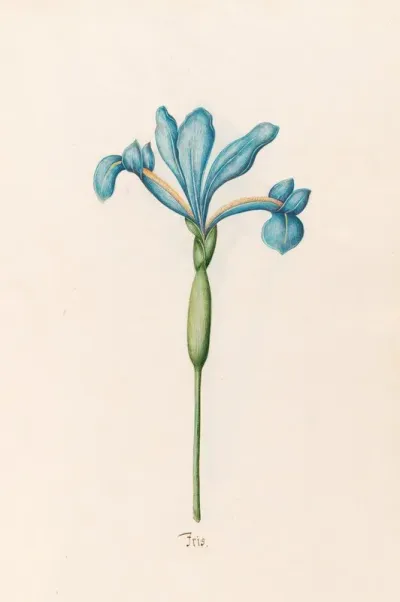 Iris 27