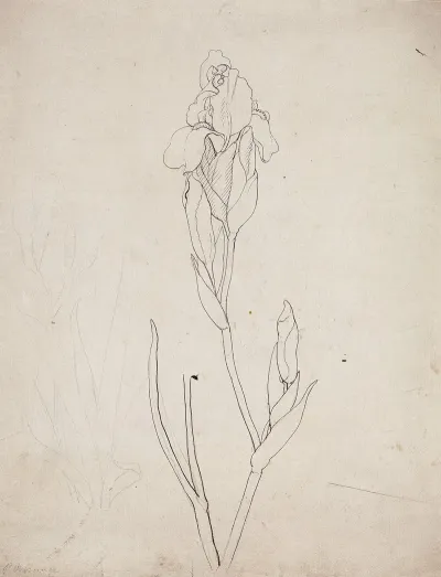 Iris 28