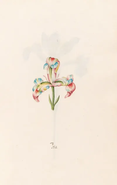 Iris 29