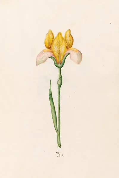 Iris 30