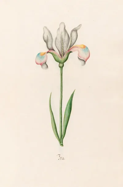 Iris 31