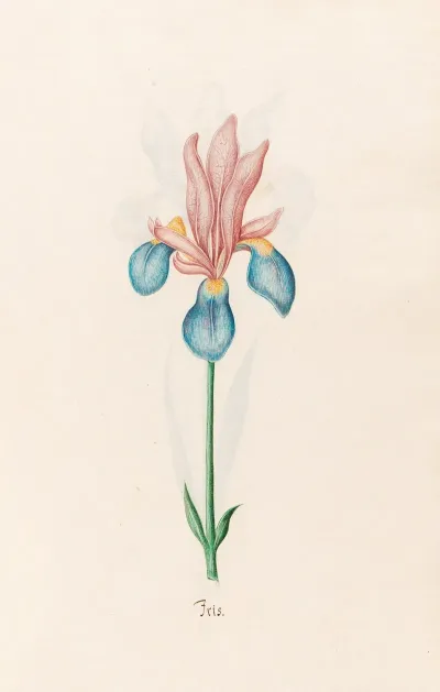 Iris 32