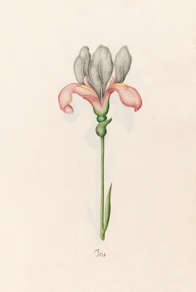 Iris 33