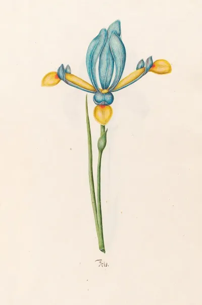 Iris 34