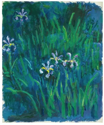 Iris 5
