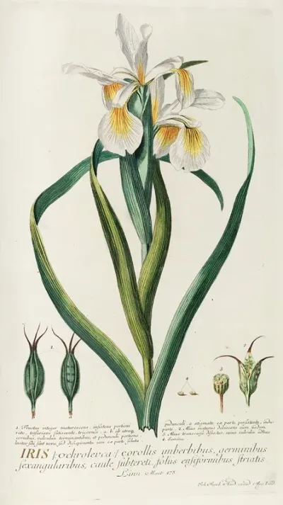 Iris 7