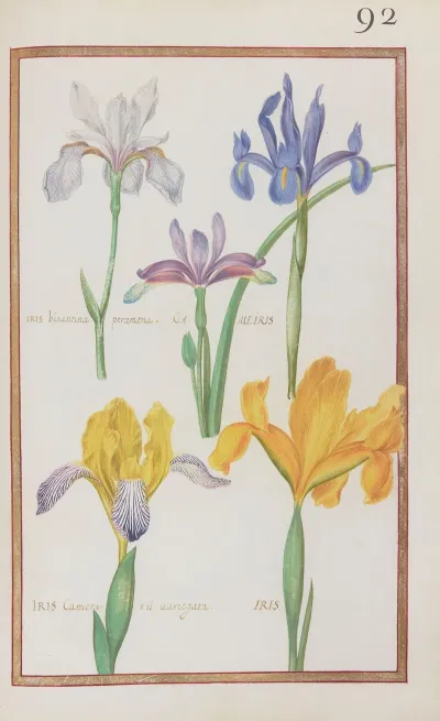 Iris Bisantina Peramoena Cameiris Iris Camerarii Variegata Iris