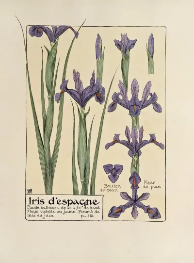 Iris Despangne