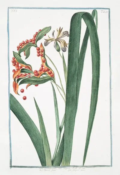 Iris Faetidissima Seu Xyris Spatola Fotida Glayeul Puant Iris Foetidissima Stinking Iris Roast Beef Plant