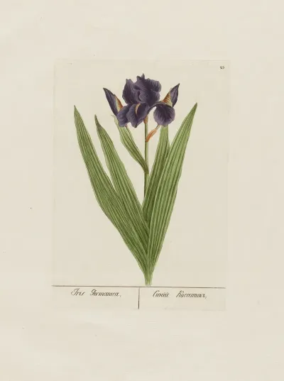 Iris Germanica